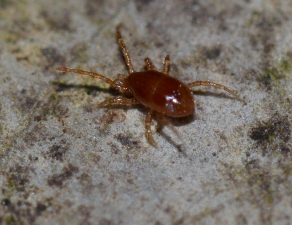 Acaro Mesostigmata